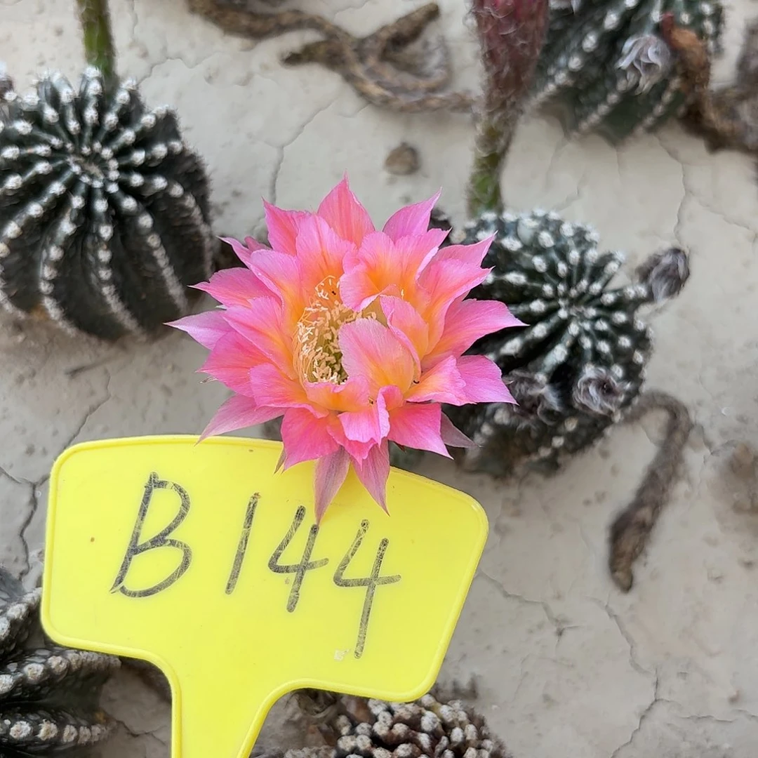 B144,玫瑰酿瑕疵歪头4cm
