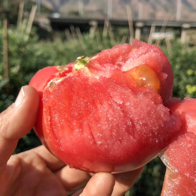 攀枝花露天沙瓤粉果西红柿新鲜采摘酸甜多汁坏果包赔