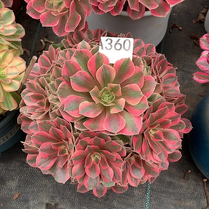 360.红粉佳人多肉植物