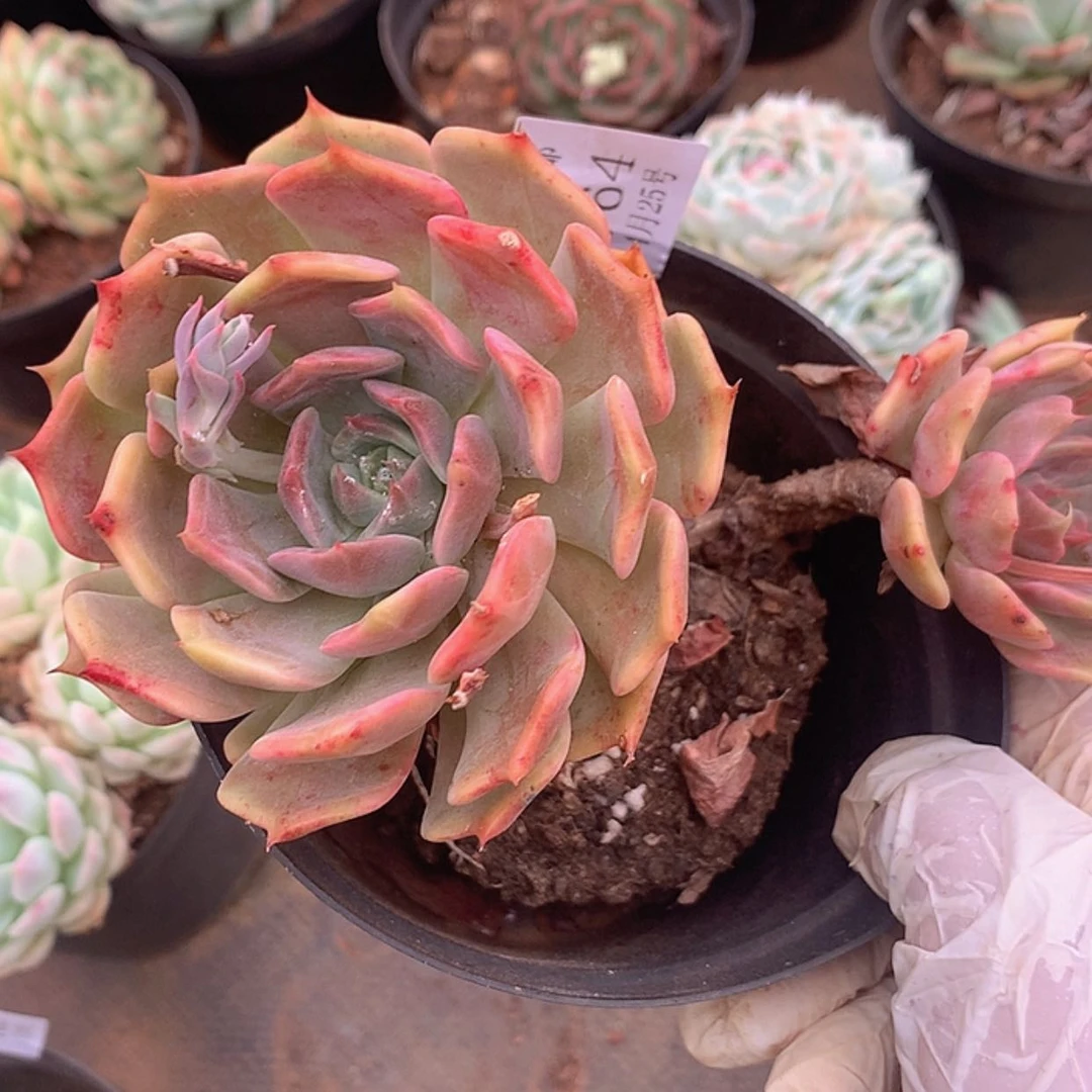 【闪购商品】云764