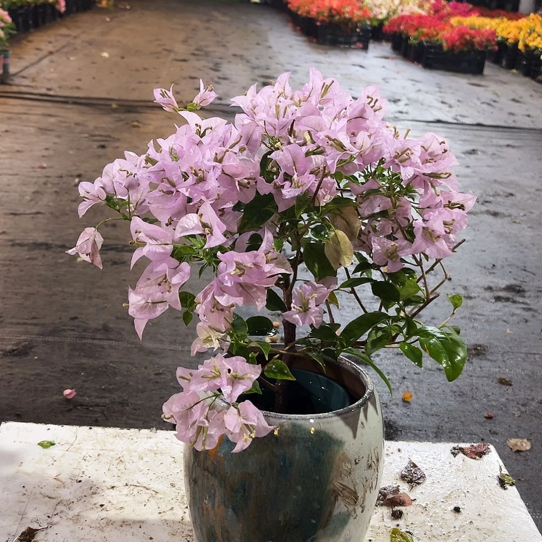 大部分花苞少量开放苹果花掌中宝一颗