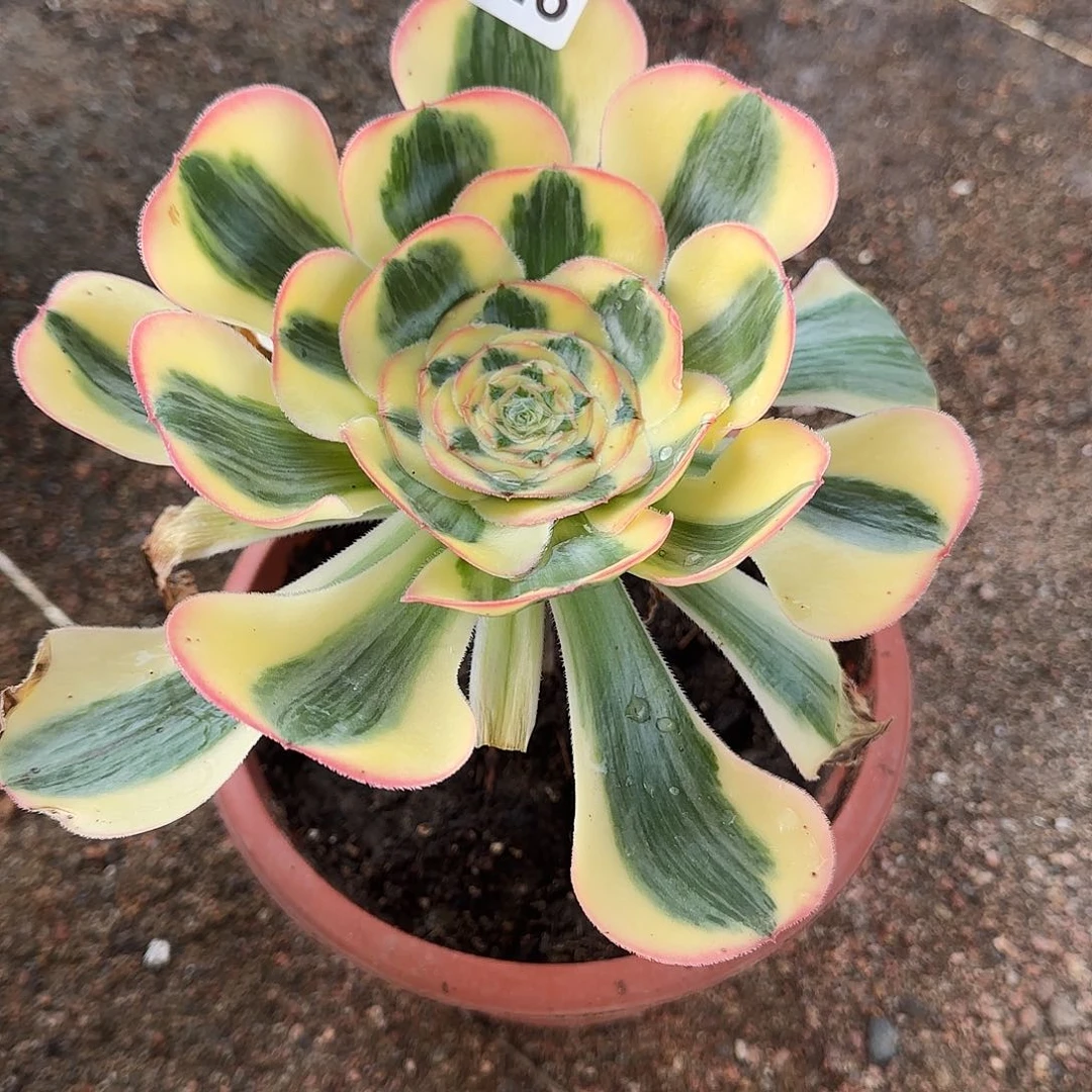 多肉植物王妃4026