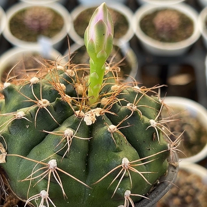 无花朵586号开播福利实生中盘玉