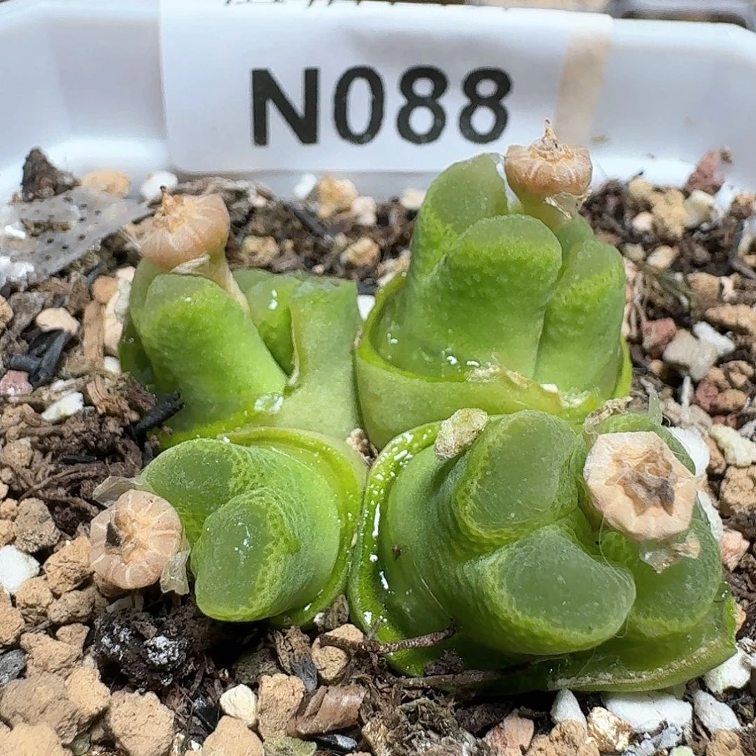 088号多肉植物哇f f