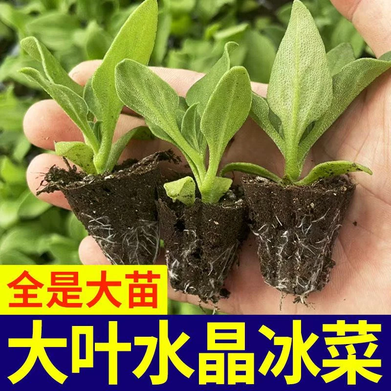 水晶冰菜苗大苗冰菜秧苗种籽四季阳台盆栽特色蔬菜苗春秋秋冬寿光