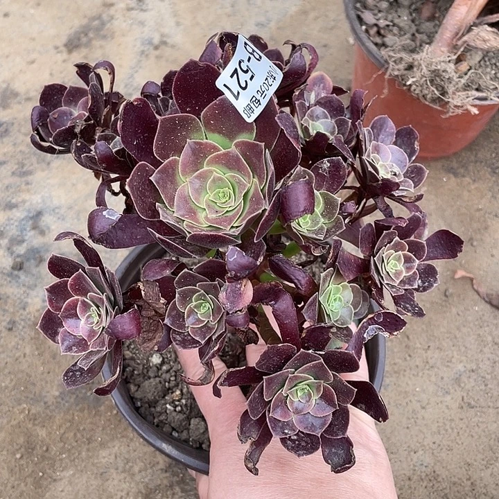 521欧嘉莉多肉植物法师