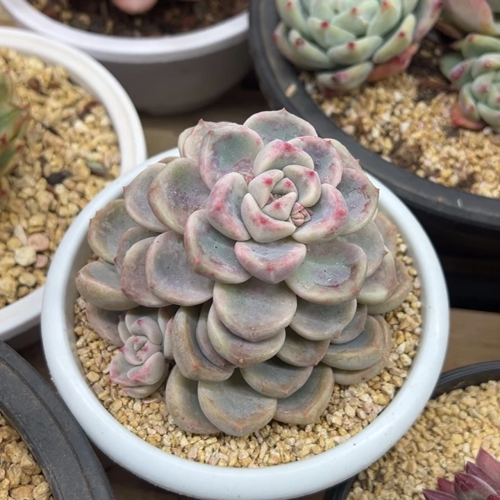 顽皮熊 带侧芽 夏鸣园艺