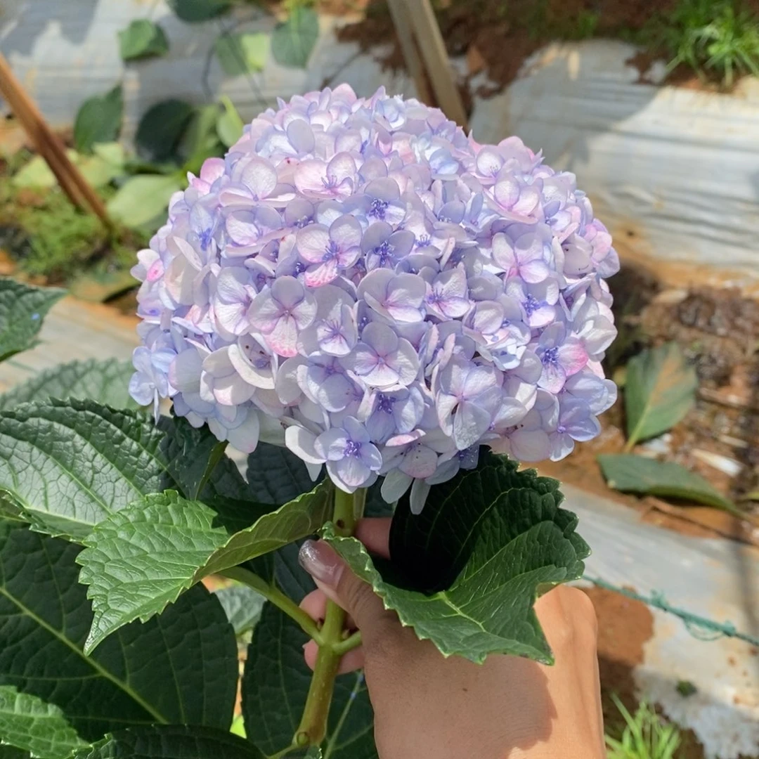 54号绣球/有色差介意勿拍/3单冷链包邮/偏远补运费发德邦空运