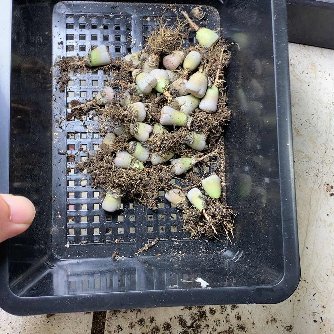 稻*K53多肉植物保护