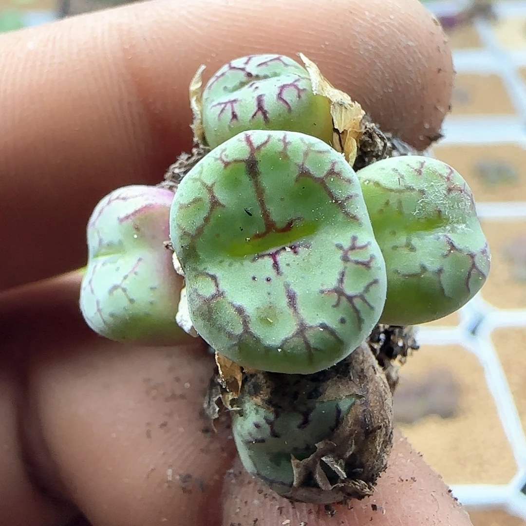 哈哈哈哈哈哈42498