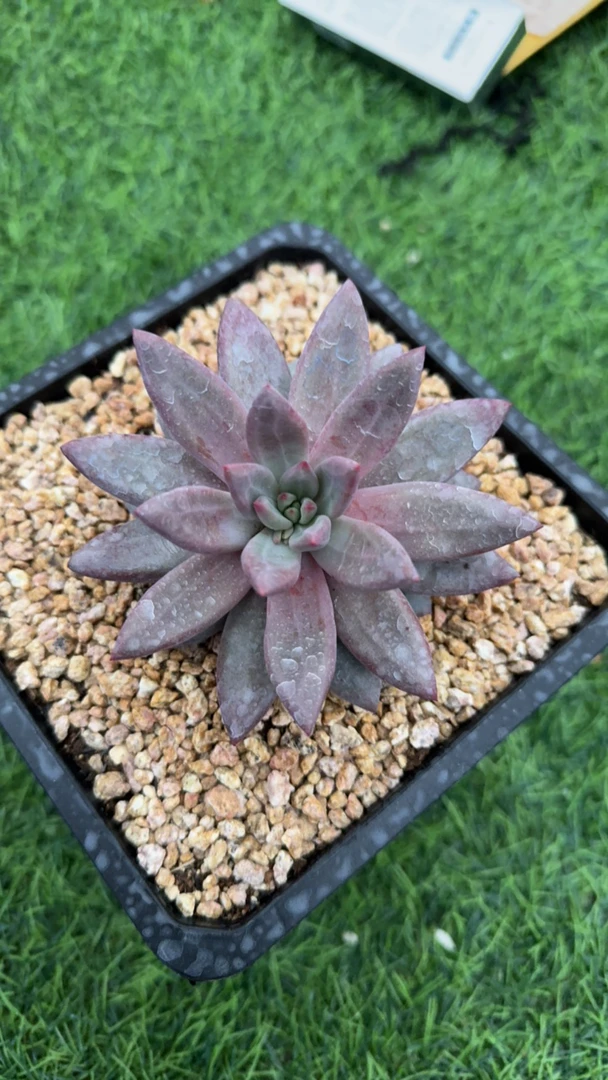 虞美人多肉单头一物一拍