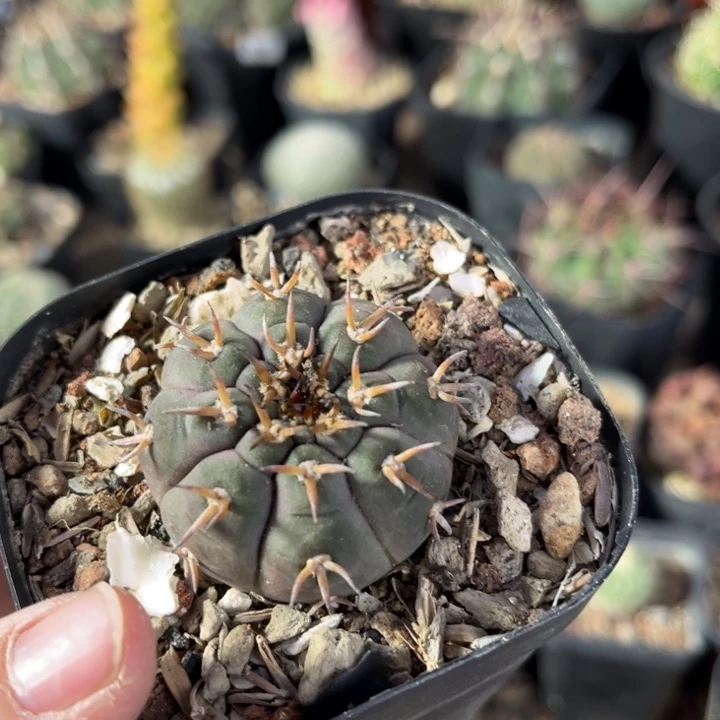 仙人球一物一拍实生