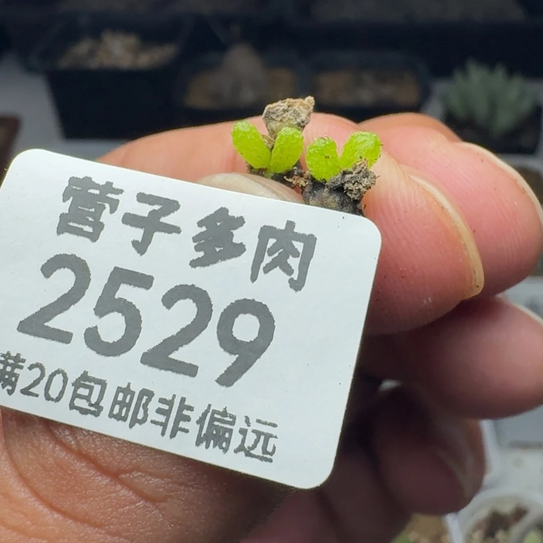 妖奇玉。
