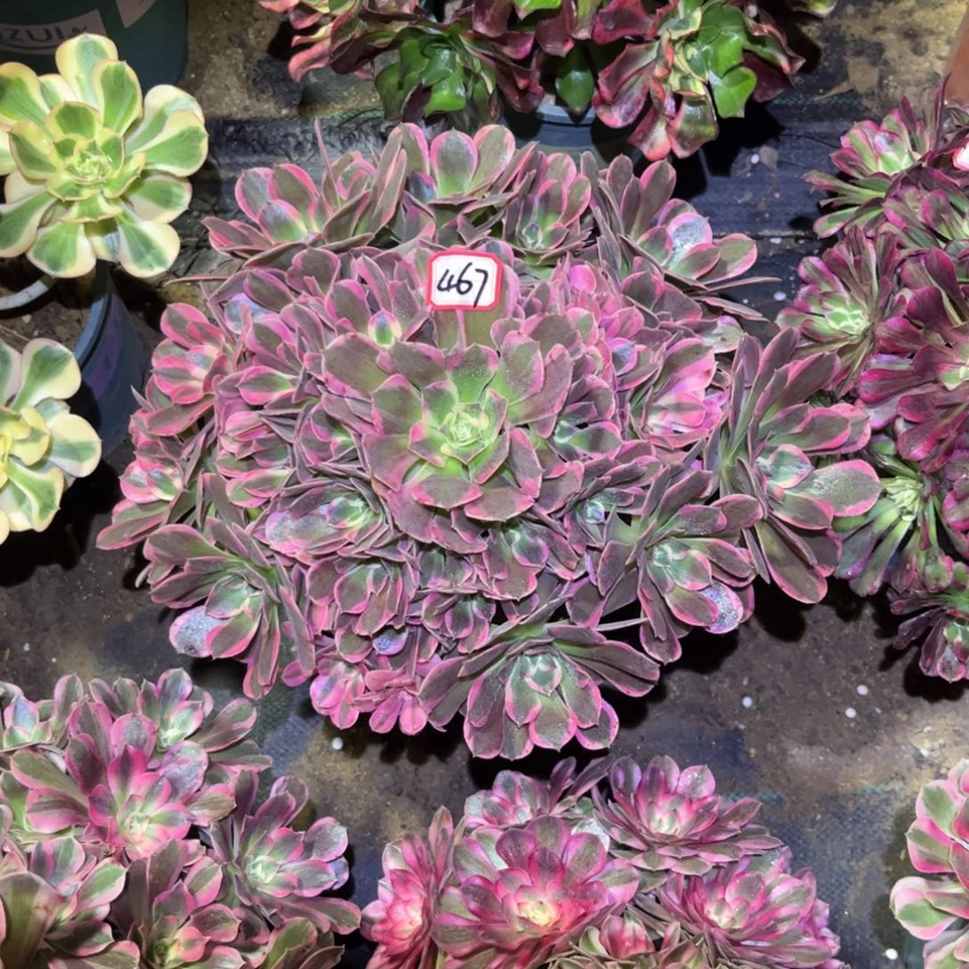 467多肉植物花样年华皇后