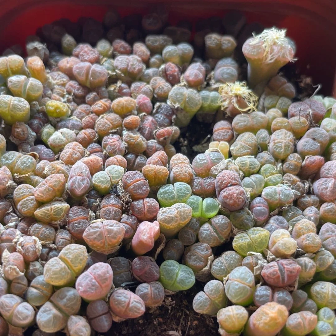 五彩风铃一物一拍～777