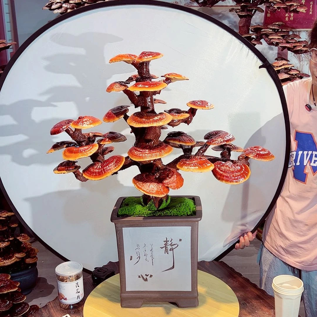 完全开放发财树发财树