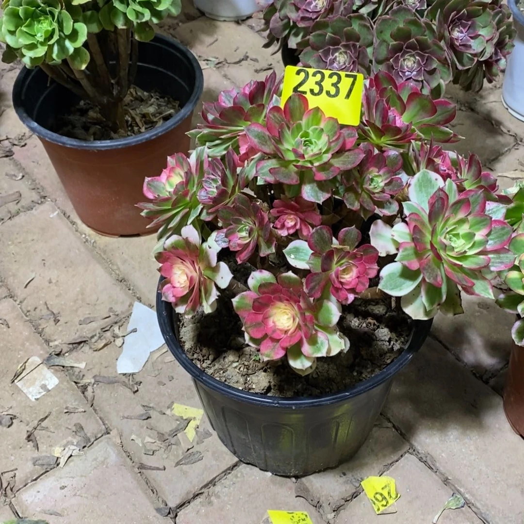 海神多肉植物2337