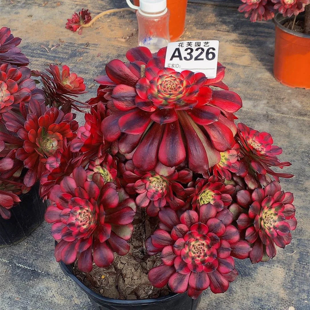 326多肉美丽法师