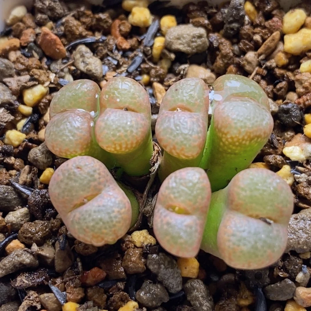 好看的肯尼迪流苏