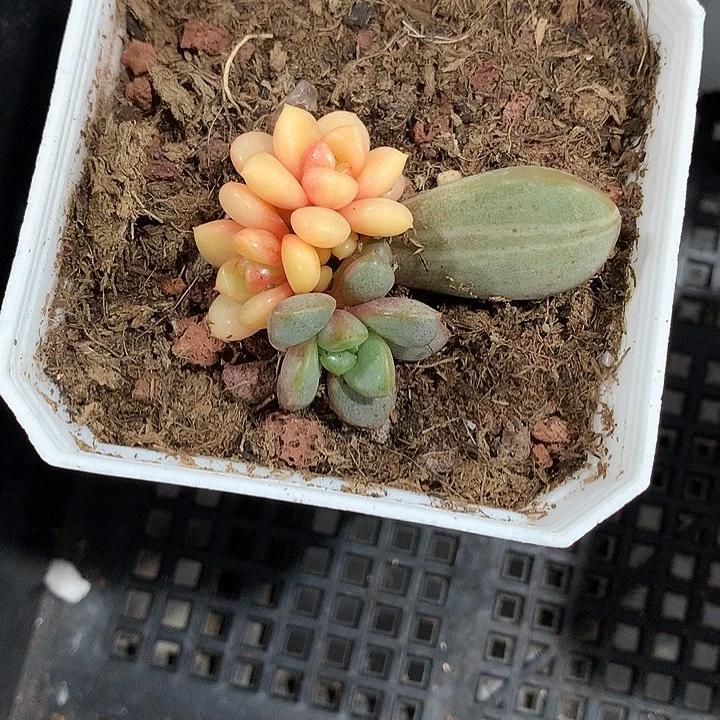 葡萄锦锦锦锦锦锦