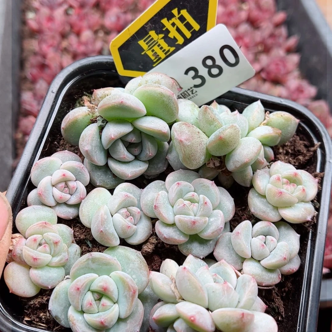 多肉植物多肉植物