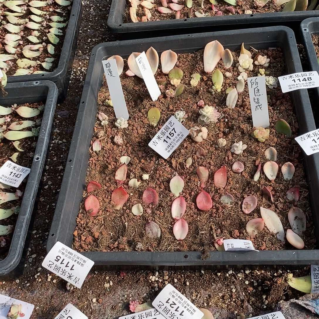 L***L1157阿尔巴佳人锦多肉植物