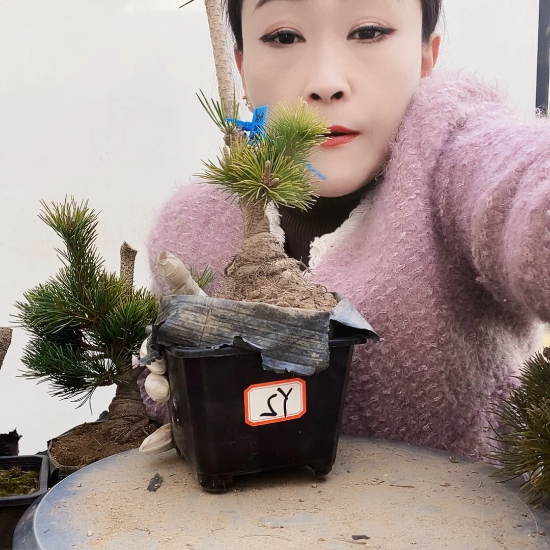 植物形态多年生草本