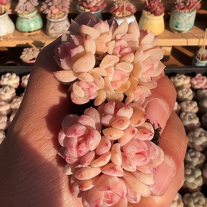 麻**将两颗糖心糖心群生老桩1322