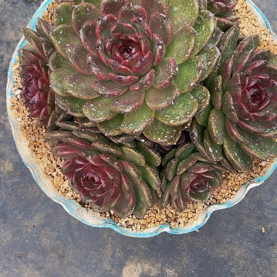水***色黑曼巴多肉植物包邮到家