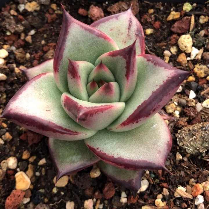 小脸圆宽000000000031