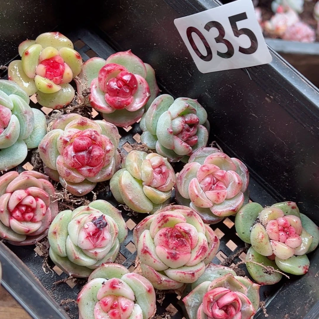 小*熊多肉植物多肉植物