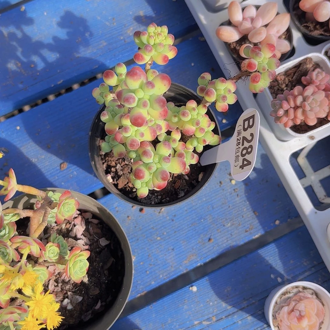 B284果冻乙女心一物一拍