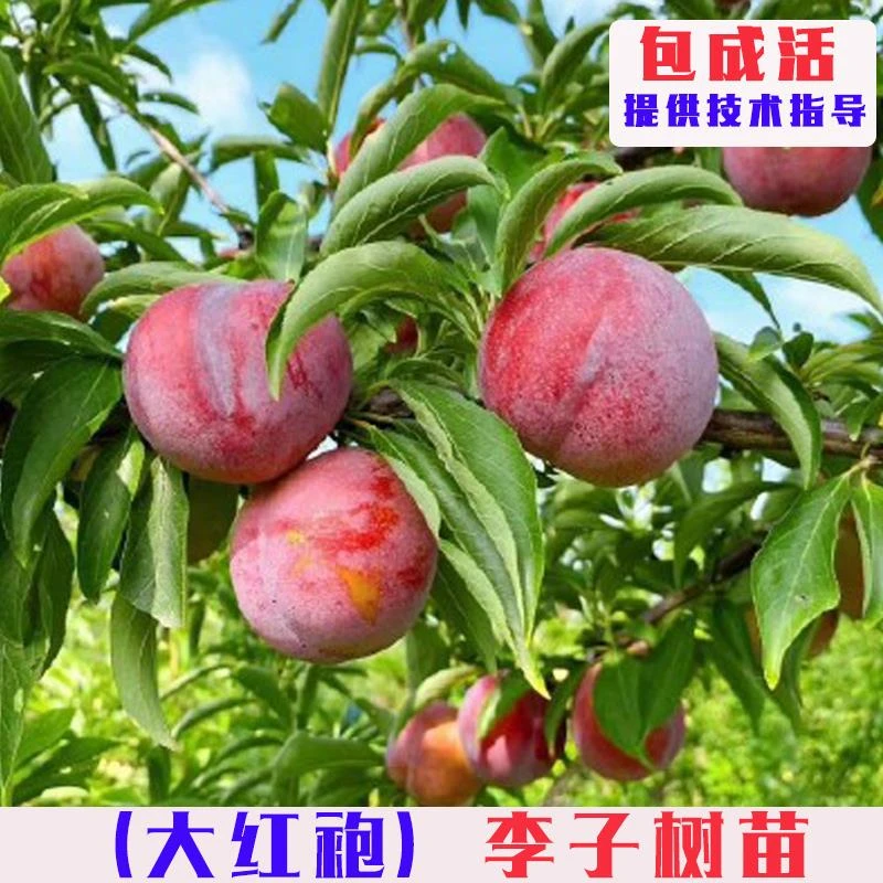大红袍李子树苗嫁接晚熟脆甜黄肉李子果树苗南方北方庭院盆栽地栽