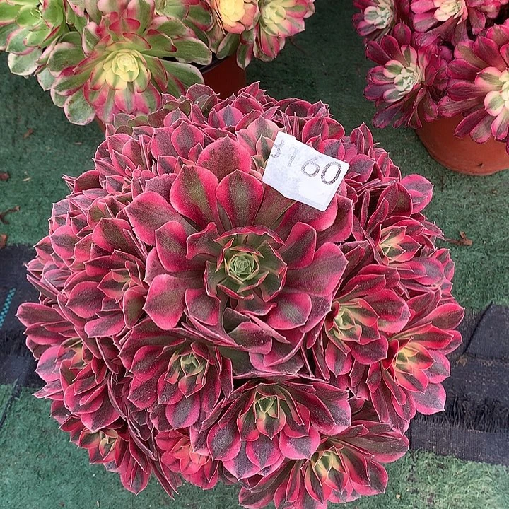 160.红粉佳人多肉植物