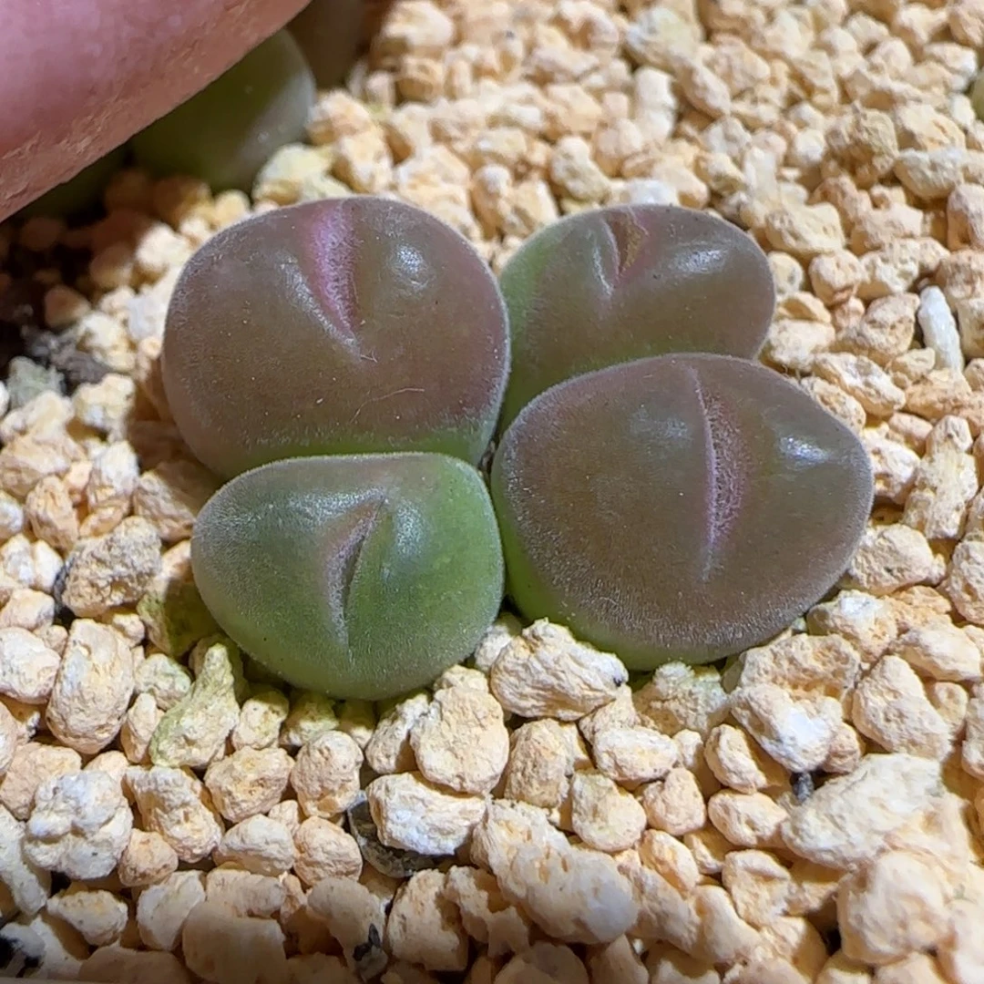 肉锥多肉植物组合-短毛翠滴861