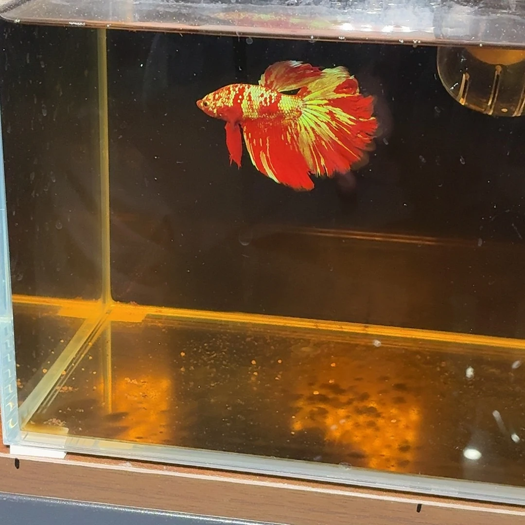 斗鱼彩金半月公鱼