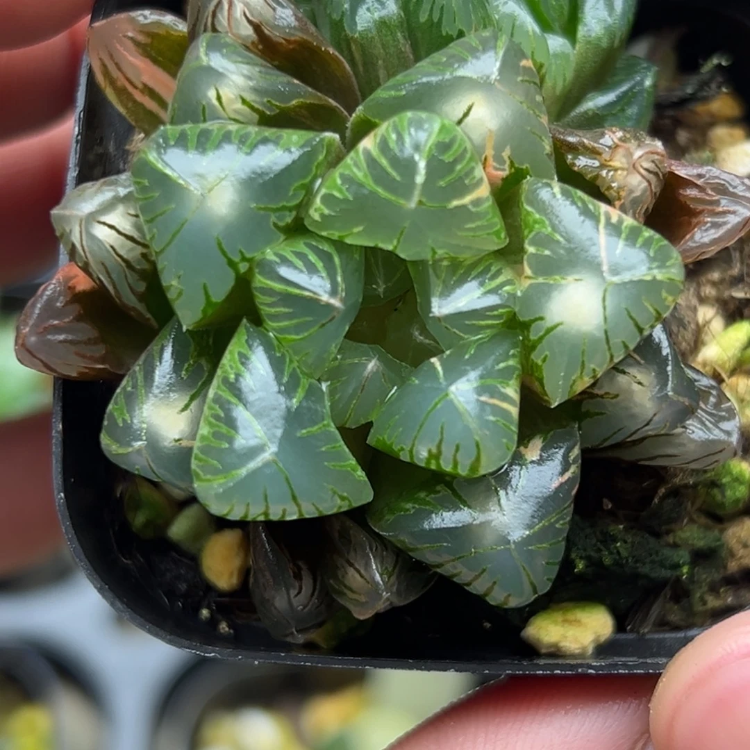 25带灯芯  老川玉露锦