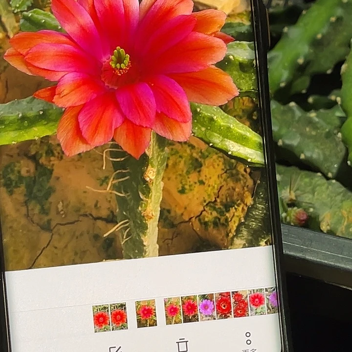 淘汰郎2个枝条无根