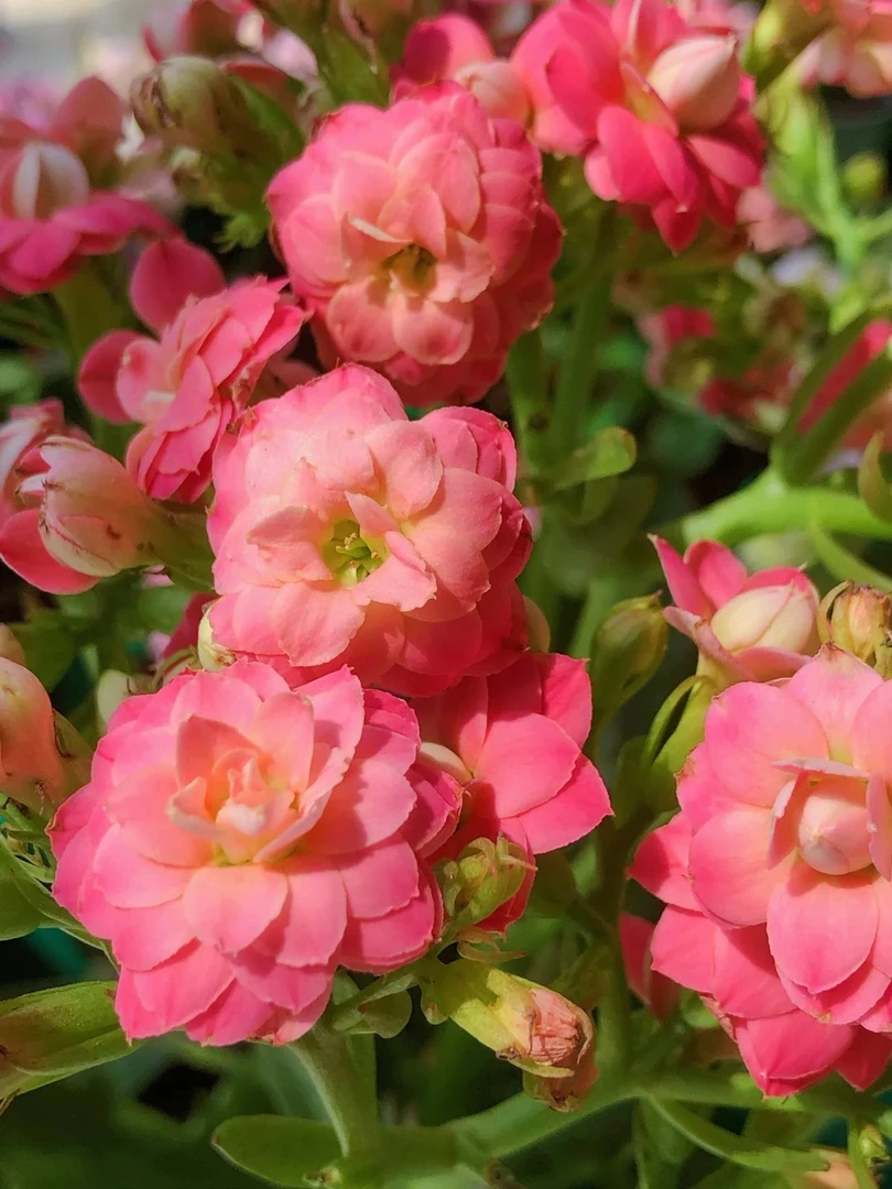 樱桃110盆 基地直发一代长寿 稀有大花 室内懒人花