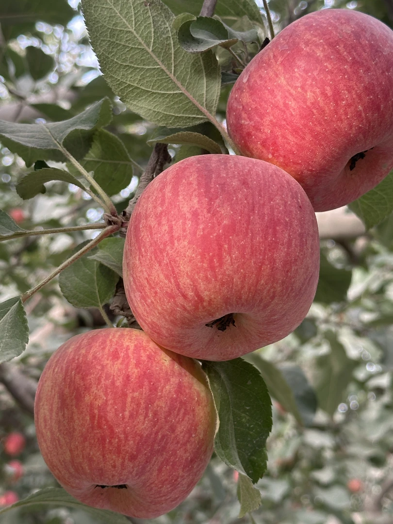 阿克苏新鲜脆口冰糖心苹果