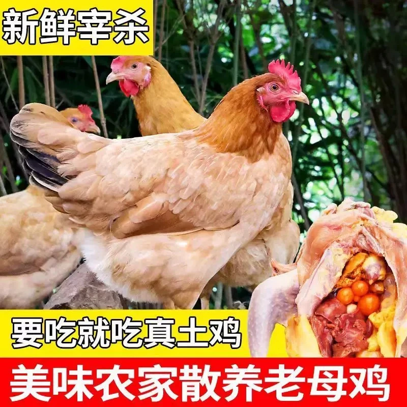【拍一发三只】黄油老母鸡带内脏顺丰发货坏单包赔