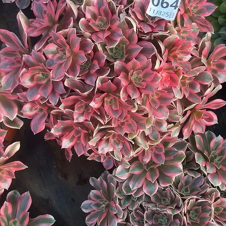 11.25/64女妖多肉植物1