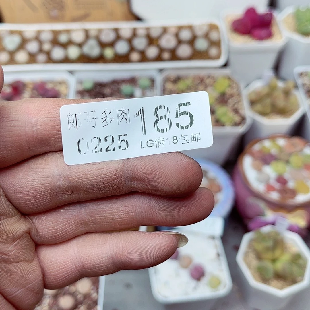 郎哥多少生石花25-185