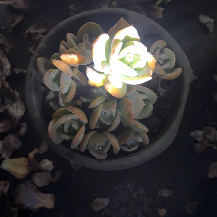 无砍老庄圆血凤群生