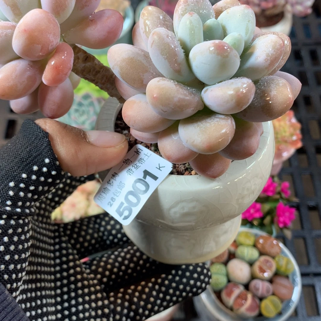 精控多肉植物5001
