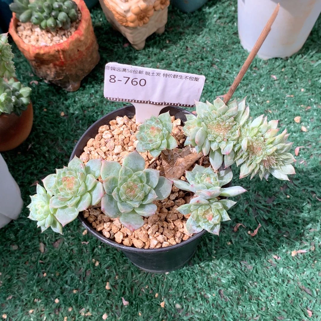 粉钻心冰魄飘枝缀化朵朵