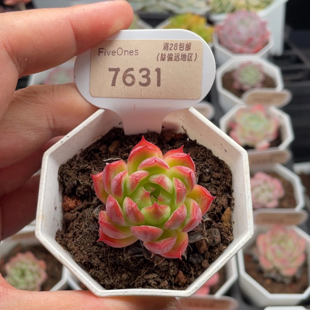 红媚7631-4.0厘米