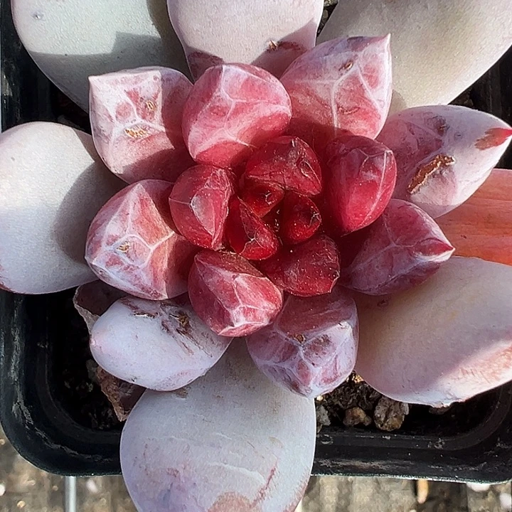 嫦娥单头老桩，颜值好1314好