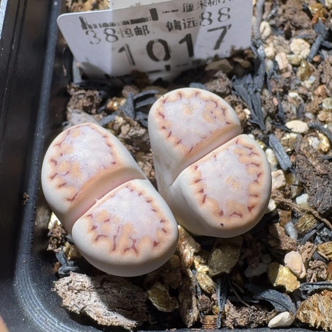 Sss精品生石花 1017