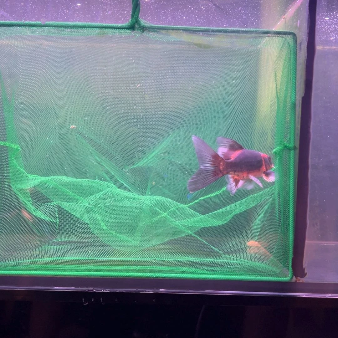 蝴蝶鲤灰鳍红熊猫蝴蝶鲤（一物一拍，非死不退）